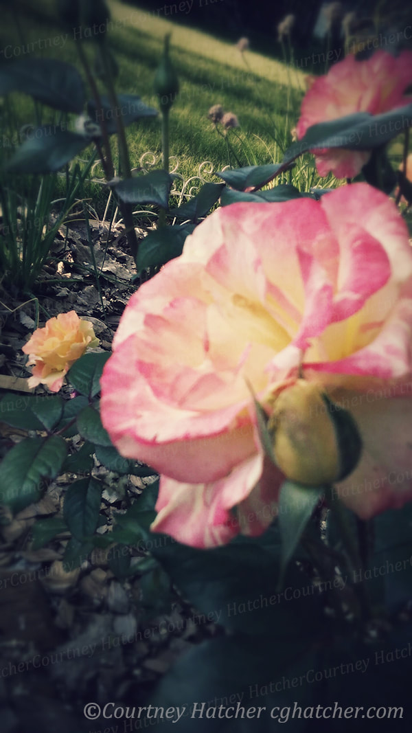 Nature Photography by Courtney Hatcher.  Beautiful two tone roses in the garden.